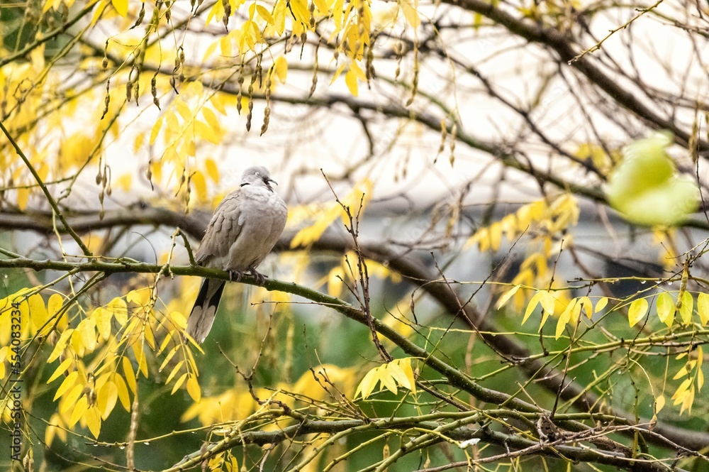 Flycatcher, bird of the family Muscicapidae perched on a tree branch on a rainy day Flycatcher, bird of the family Muscicapidae perched on a tree branch on a rainy day
