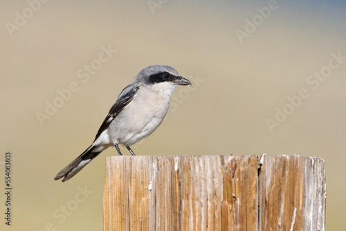 Amerikaanse Klapekster, Loggerhead Shrike, Lanius ludovicianus photo