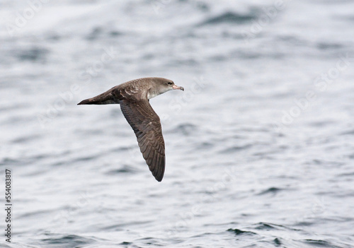 Chileense Grote Pijlstormvogel  Pink-footed Shearwater  Puffinus