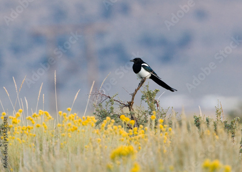 Amerikaanse Ekster, Black-billed Magpie, Pica hudsonia photo