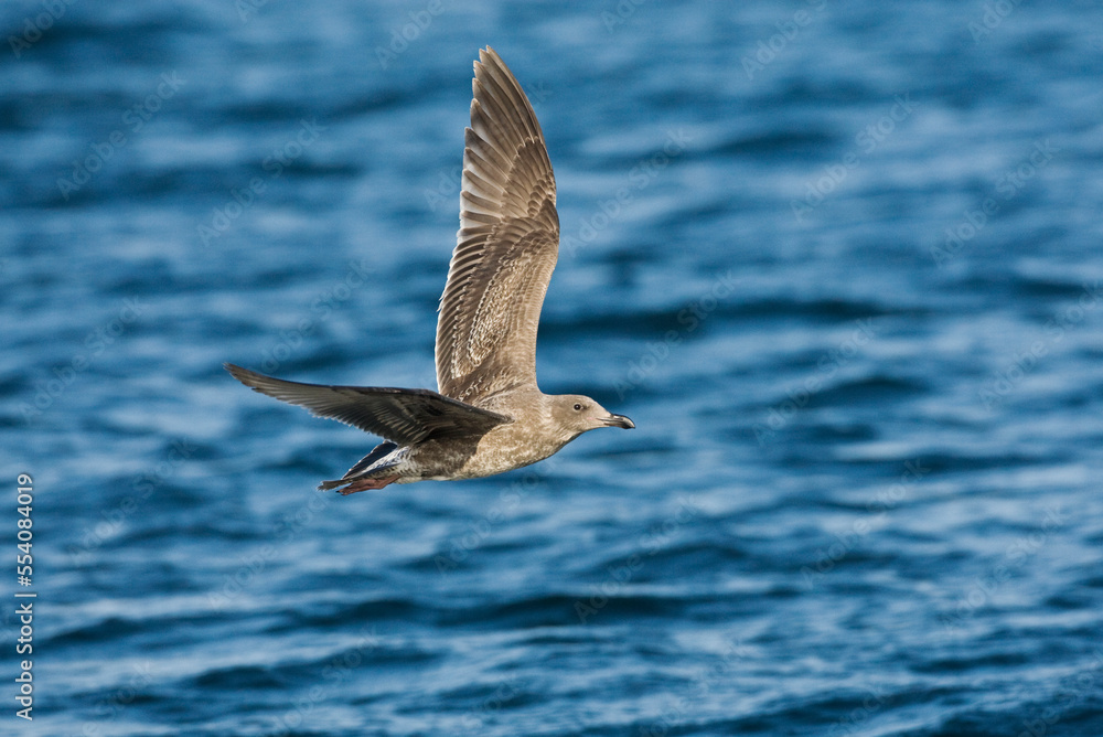 Pacifische Mantelmeeuw, Western Gull, Larus occidentalis Pacifische Mantelmeeuw, Western Gull, Larus occidentalis