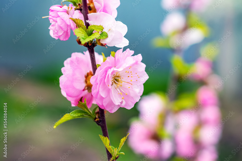 Japanese sakura close-up on a tree, sakura blossoms Japanese sakura close-up on a tree, sakura blossoms