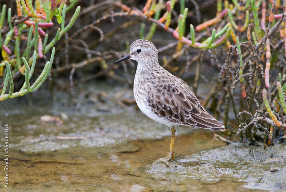 Kleinste Strandloper, Least Sandpiper, Calidris minutilla