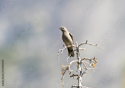 Townsend-solitaire, Townsends solitaire, Myadestes townsendi photo