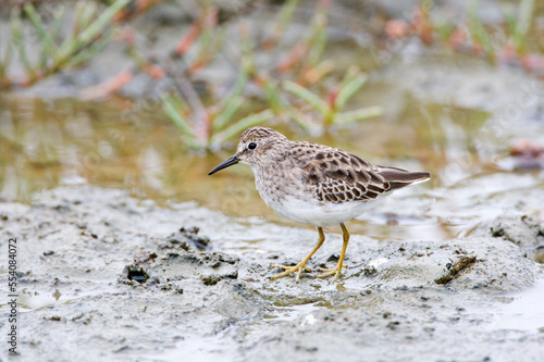 Kleinste Strandloper, Least Sandpiper, Calidris minutilla