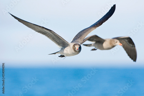 Heermann-meeuw  Heermanns Gull  Larus heermanni