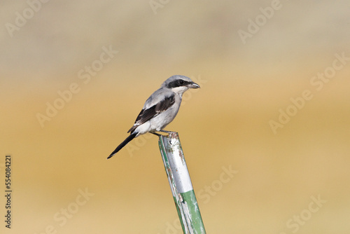 Amerikaanse Klapekster, Loggerhead Shrike, Lanius ludovicianus photo