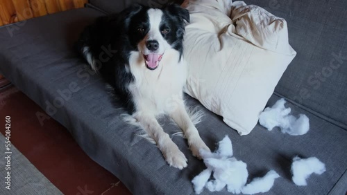 Naughty playful puppy dog border collie after mischief biting pillow lying on couch at home. Guilty dog and destroyed living room. Damage messy home and puppy with funny guilty look photo