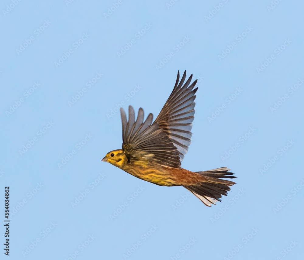 Yellowhammer, Emberiza citrinella