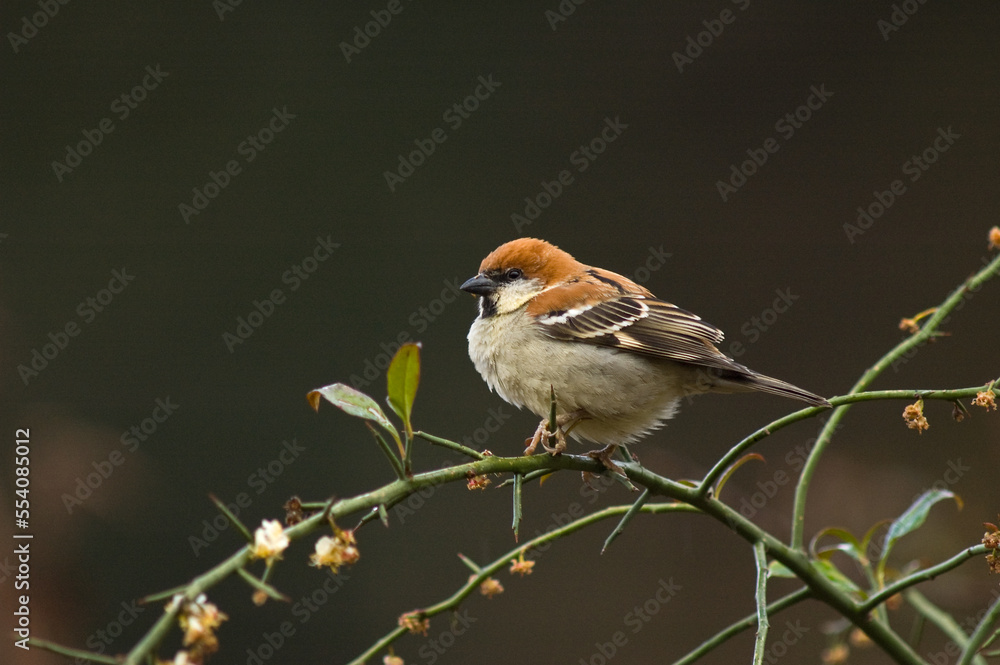Roodkopmus, Russet Sparrow, Passer rutilans