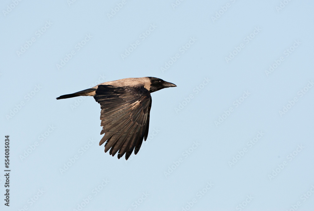 Fototapeta premium Bonte Kraai, Hooded Crow, Corvus cornix