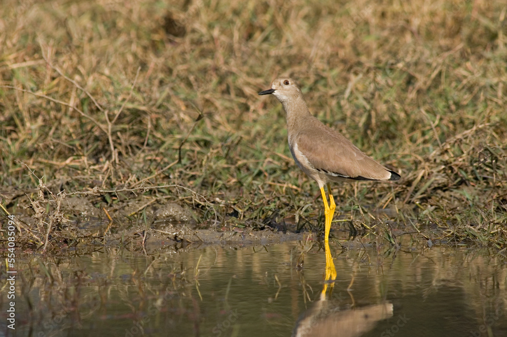 White-tailed Lapwing, Witstaartkievit, Vanellus leucurus White-tailed Lapwing, Witstaartkievit, Vanellus leucurus