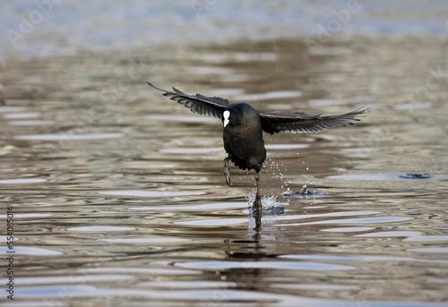 Meerkoet, Eurasian Coot, Fulica atra photo