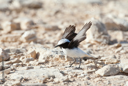Oostelijke Rouwtapuit, Eastern Mourning Wheatear, Oenanthe lugens photo