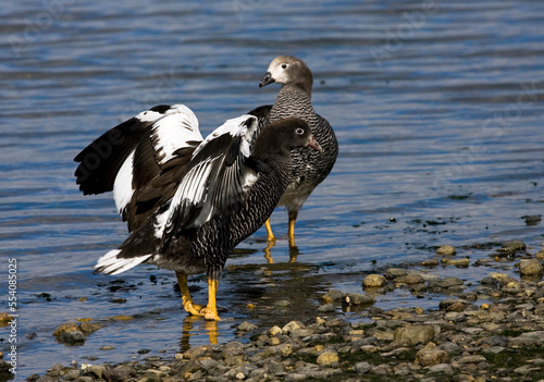 Kelp Goose, Kelpgans, Chloephaga hybrida photo