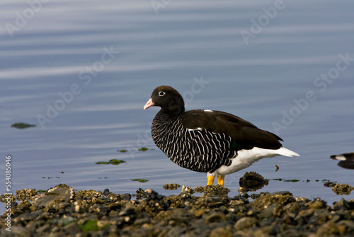 Kelp Goose, Kelpgans, Chloephaga hybrida photo