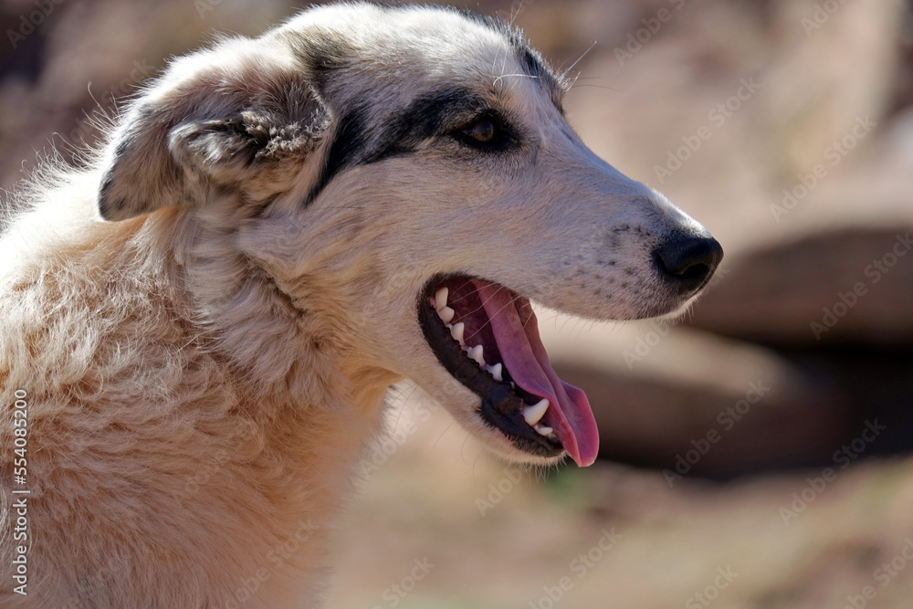 La grande traversée de l’Atlas au Maroc, 18 jours de marche. Rencontre avec un chien de berger très câlin La grande traversée de l’Atlas au Maroc, 18 jours de marche. Rencontre avec un chien de berger très câlin