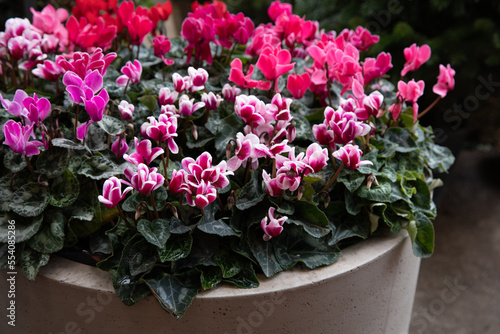 Fototapeta Naklejka Na Ścianę i Meble -  Variety of potted cyclamen persicum plants in pink, white, red colors at the greek garden shop in December.