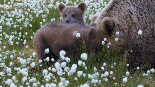 Brown bear mum and 2 cubs in the cotton grass