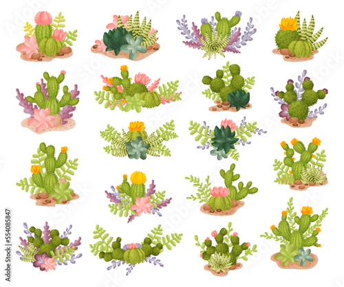 Cacti and Succulent Green Plant Growing in Desert Big Vector Set