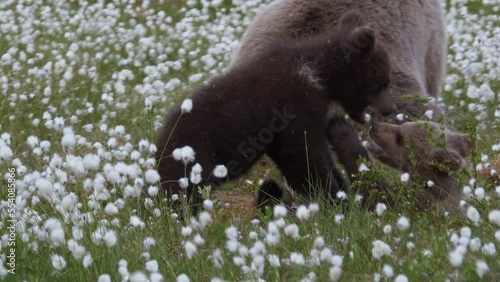 2 brown bear cubs and their mum in the cotton grass
