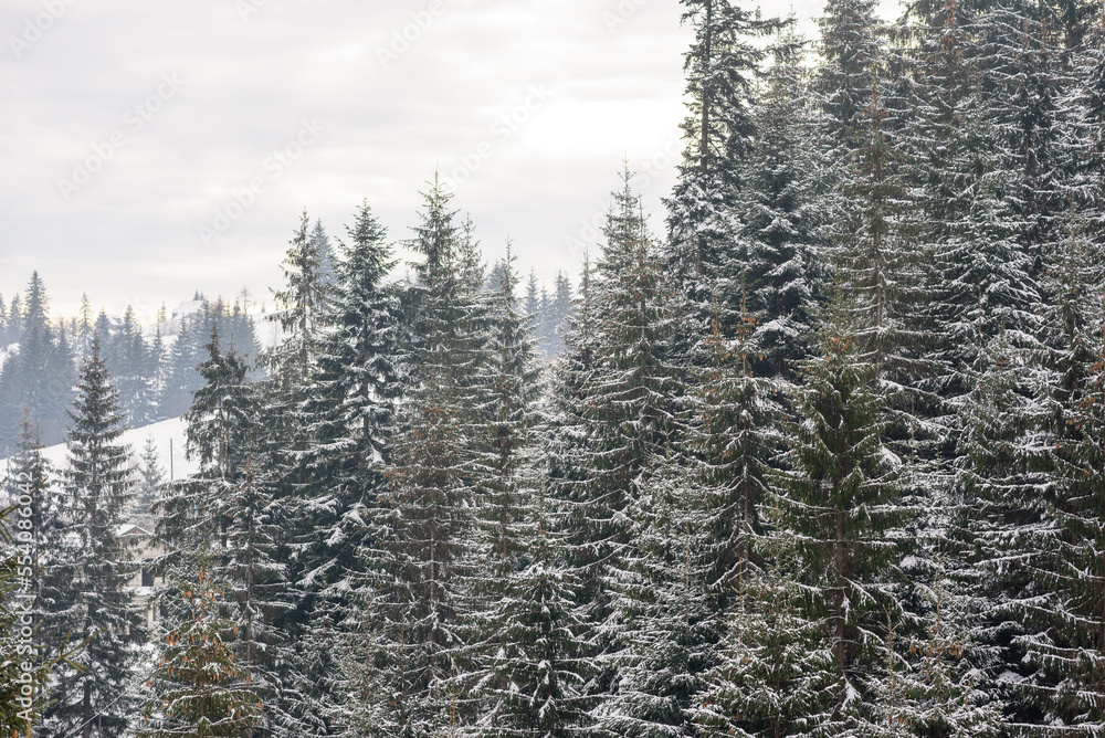 Beautiful winter green coniferous forest on the slopes of the mountains