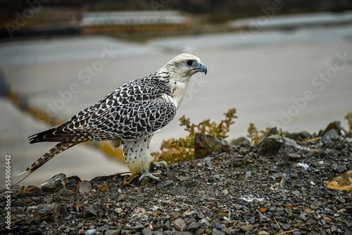 Hybrid Gyrfalcon with Sacre, a delight for Falconers