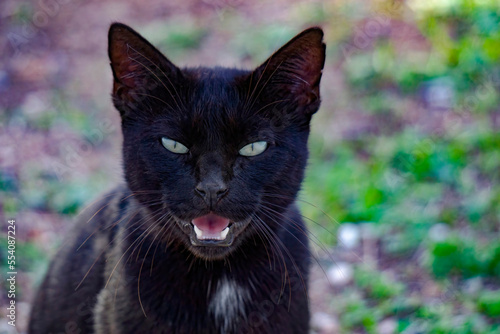 angry black cat with eyes  © reznik_val