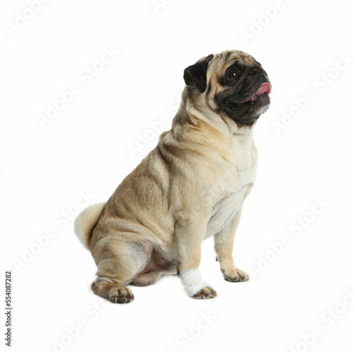 Cute pug dog with paw wrapped in medical bandage on white background © New Africa