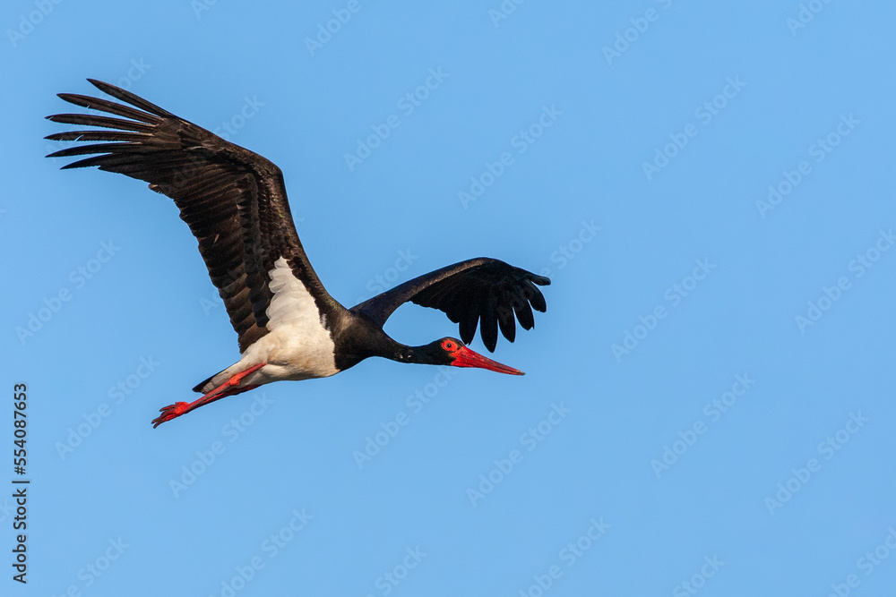 Black Stork, Ciconia nigra Black Stork, Ciconia nigra