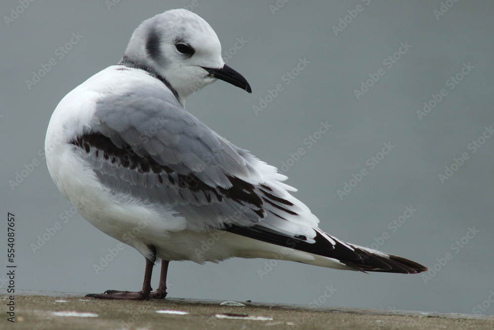 Black-legged Kittiwake, Drieteenmeeuw, Rissa tridactyla Black-legged Kittiwake, Drieteenmeeuw, Rissa tridactyla