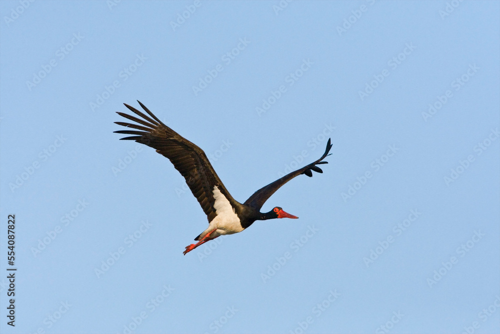 Zwarte ooievaar, Black Stork, Ciconia nigra Zwarte ooievaar, Black Stork, Ciconia nigra
