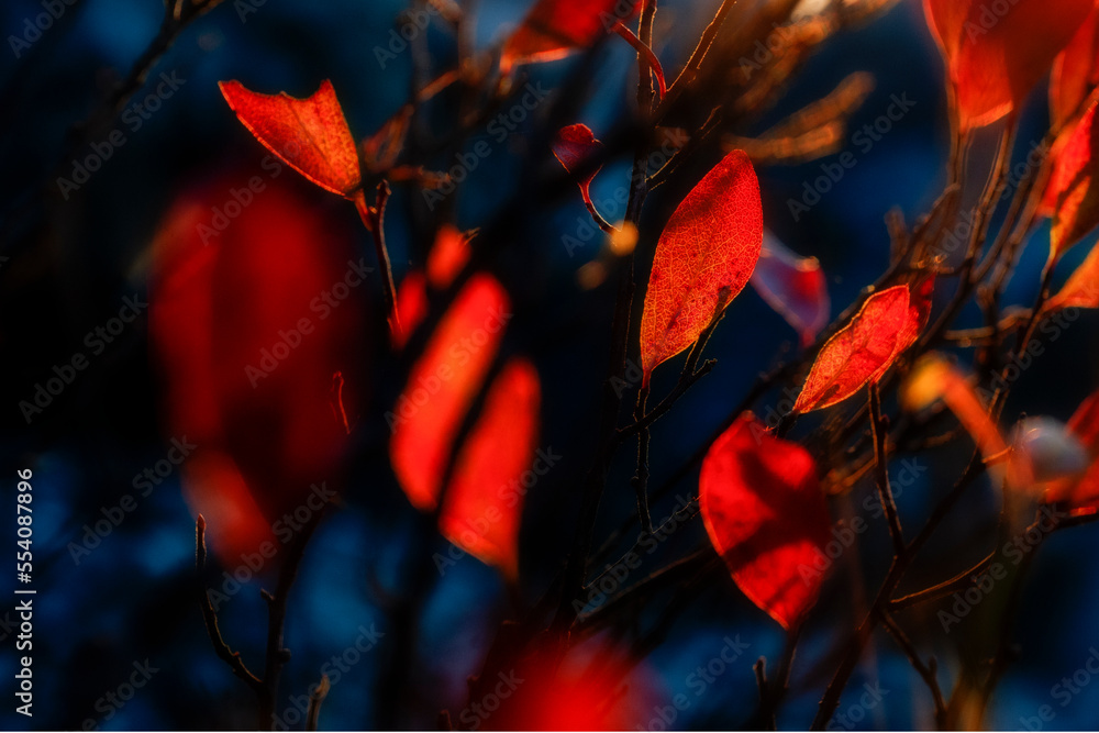 After a hard frost on the higher sections of the plateau, the leaves of