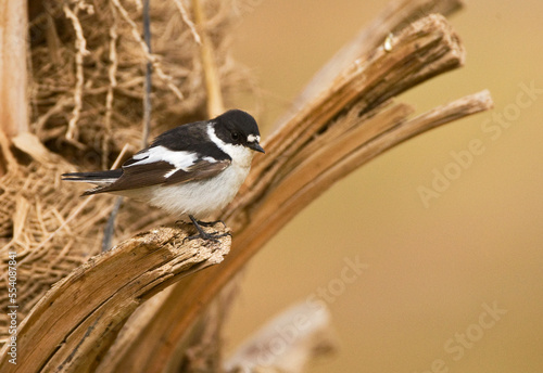 Balkanvliegenvanger, Semi-collared Flycatcher, Ficedula semitorquata photo