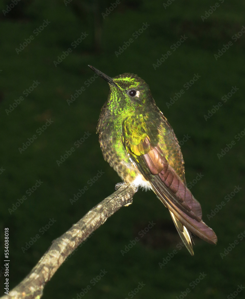 Bruinstaart-hoornkolibrie, Buff-tailed Coronet, Boissonneaua flavescens Bruinstaart-hoornkolibrie, Buff-tailed Coronet, Boissonneaua flavescens