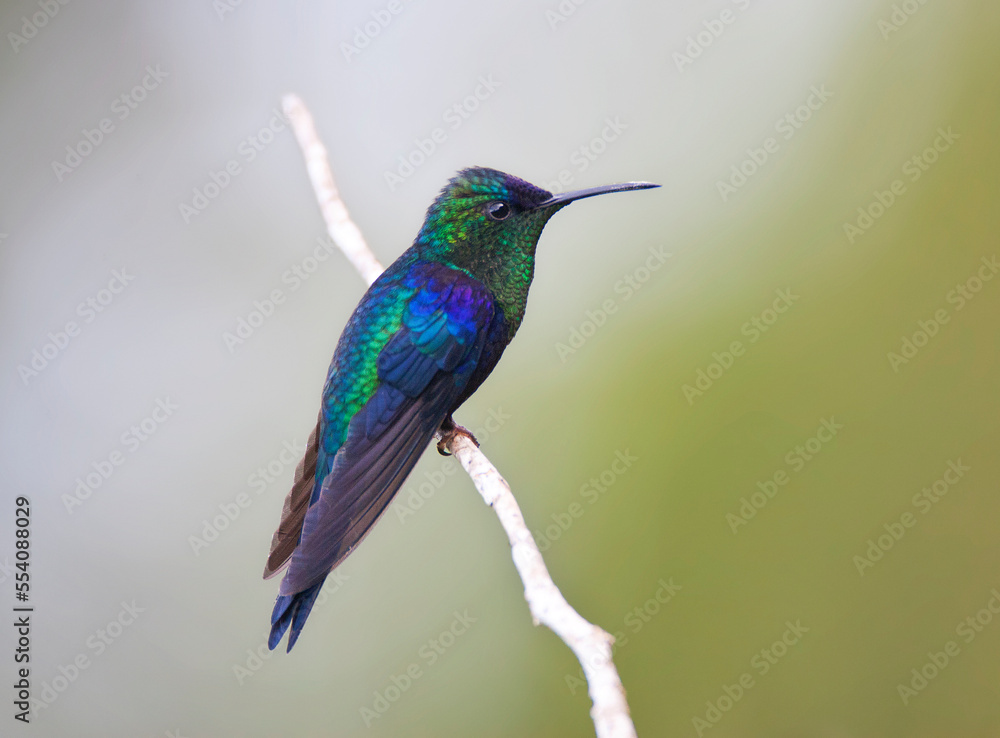 Paarskroonbosnimf, Violet-crowned Woodnymph, Thalurania colombica Paarskroonbosnimf, Violet-crowned Woodnymph, Thalurania colombica