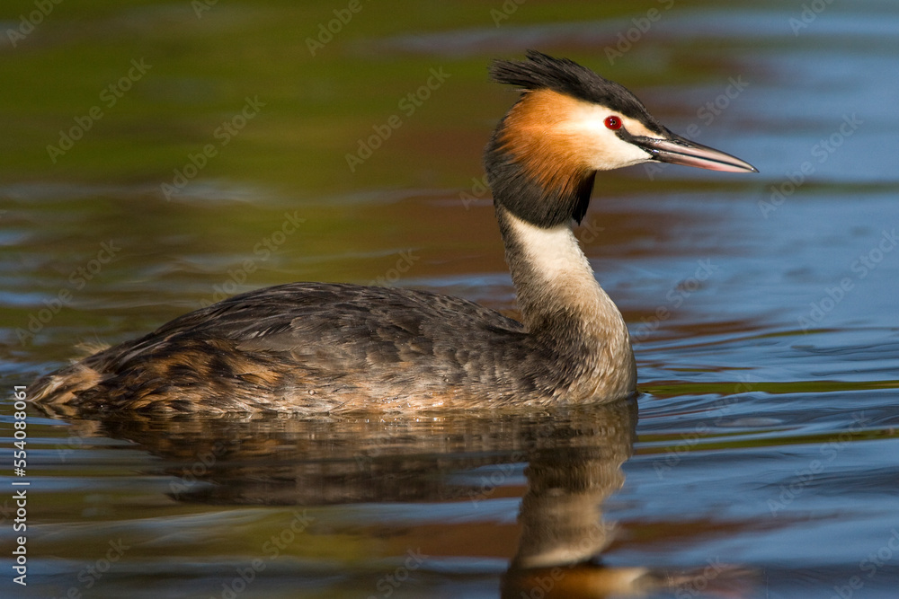 Fuut, Great Crested Grebe, Podiceps cristatus Fuut, Great Crested Grebe, Podiceps cristatus