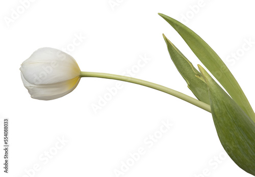 Wwhite tulips isolated on transparent background. photo