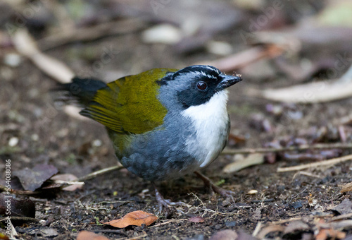 Grijsbrauwstruikgors, Gray-browed Brush-Finch, Arremon assimilis photo