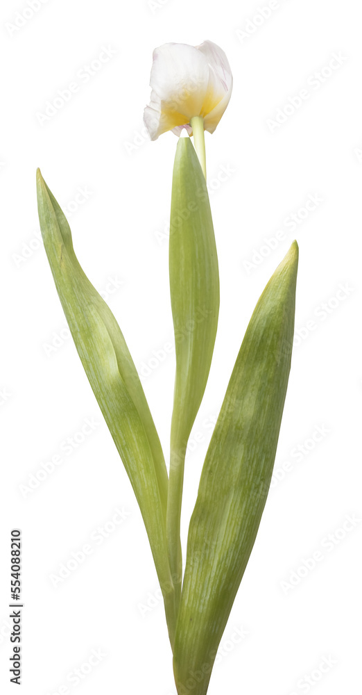 Wwhite tulips isolated on transparent background. Wwhite tulips isolated on transparent background.