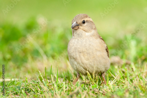 Spaanse Mus, Spanish Sparrow, Passer hispaniolensis photo