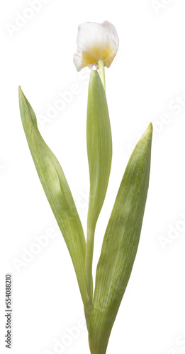 Wwhite tulips isolated on transparent background.