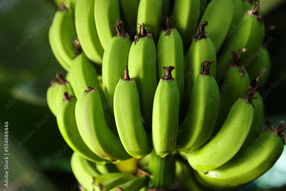 Unripe bananas growing on tree outdoors, closeup view