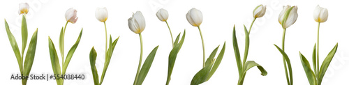 Collection of white tulips isolated on transparent background.