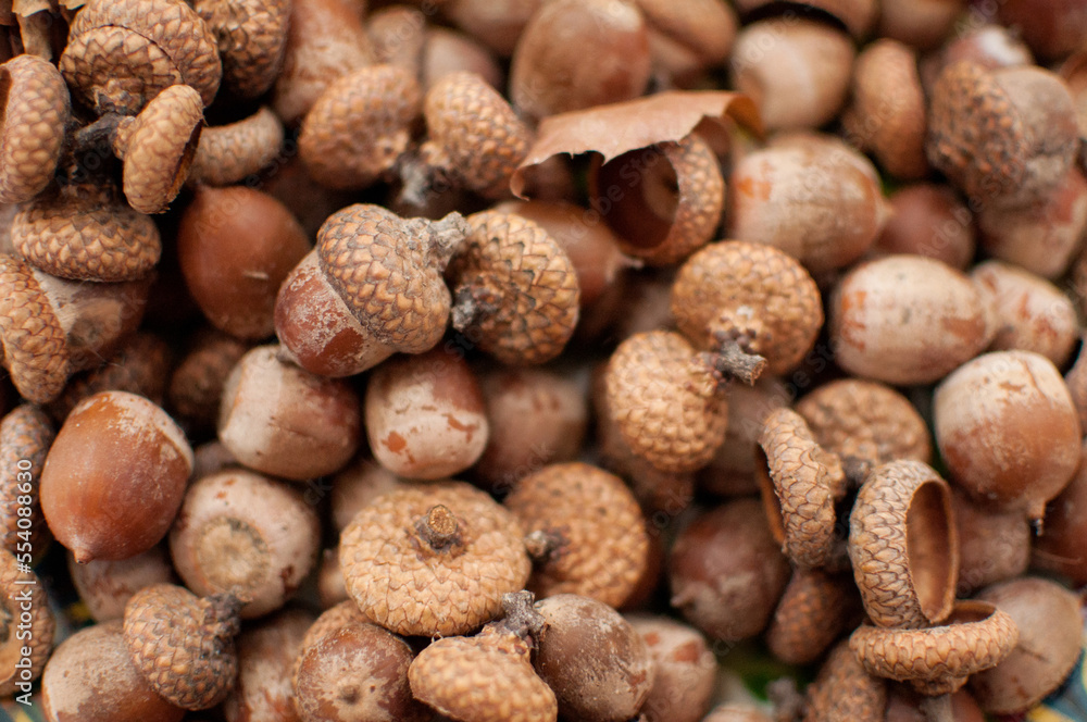 acorns are a solid background with blurred edges acorns are a solid background with blurred edges