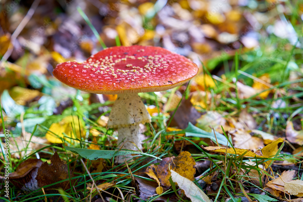 Red Amanita Muscaria Mushroom on a Lawn. A red Amanita Muscaria mushroom growing in the grass.
Red Amanita Muscaria Mushroom on a Lawn. A red Amanita Muscaria mushroom growing in the grass.