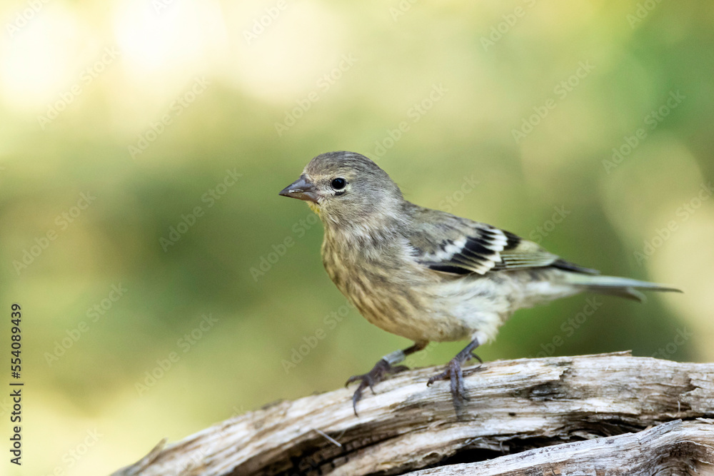 Citroenkanarie, Citril Finch, Serinus citrinella Citroenkanarie, Citril Finch, Serinus citrinella