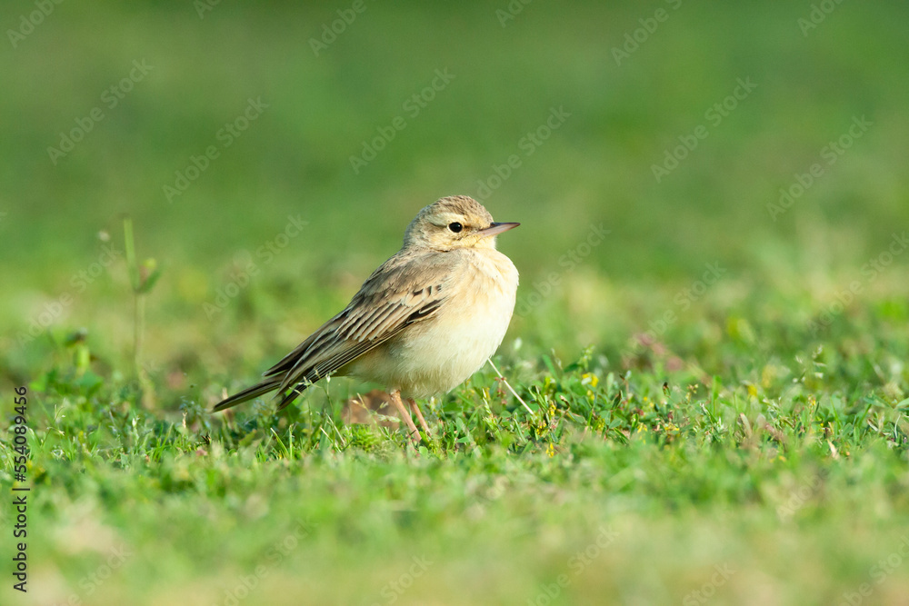 Duinpieper, Tawny Pipit, Anthus campestris