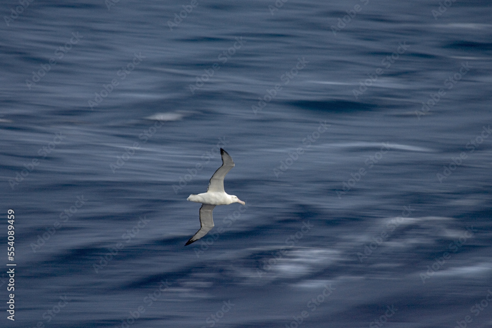 Snowy (Wandering) albatross, Grote Albatros, Diomedea (exulans) exulans Snowy (Wandering) albatross, Grote Albatros, Diomedea (exulans) exulans