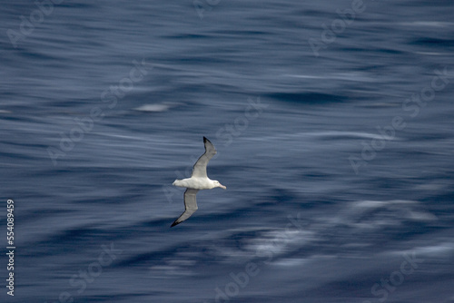 Snowy (Wandering) albatross, Grote Albatros, Diomedea (exulans) exulans